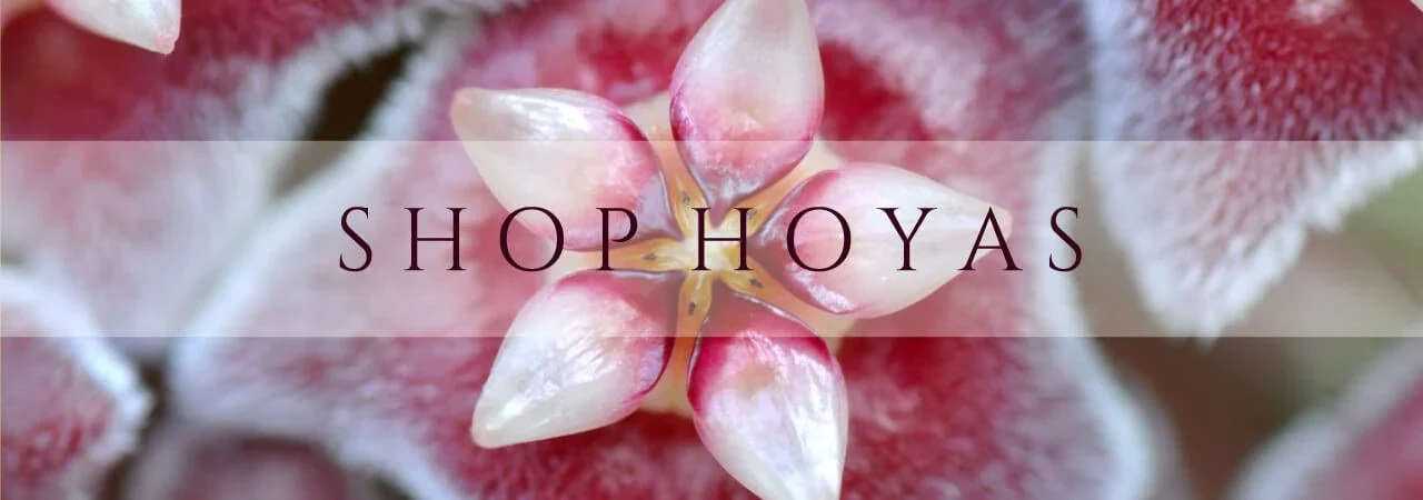 Australia’s Premier Hoya Plant Boutique